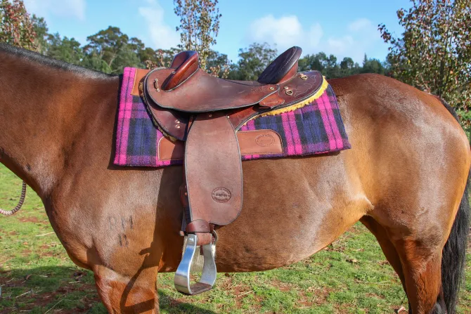 Mathew Murray Campdrafter Saddle Pad – Pink & Blue