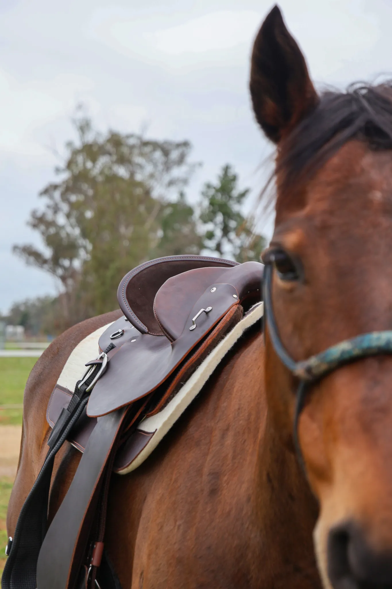 Cloncurry Fender Saddle – Fully Mounted - Image 3