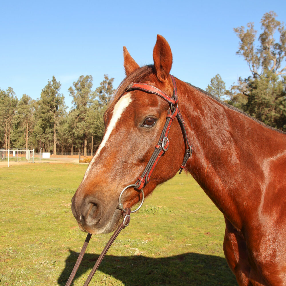 Handmade Leather Stock Bridle Decorative Browband – Red Gum